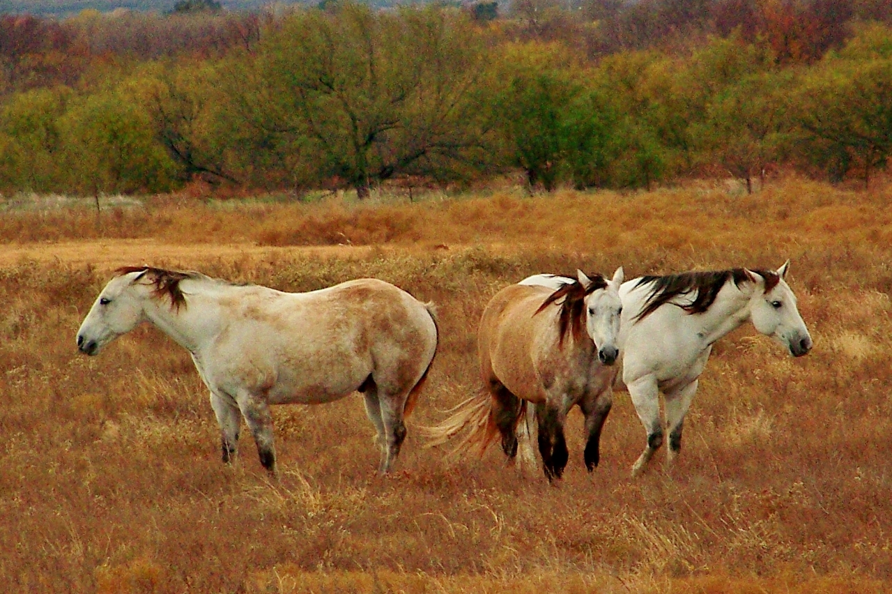 Texas horses. | Shutterbug